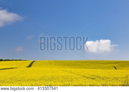 Panorama Of Flowering Rapeseed Fields On The Hills Among Green Trees. Yellow Rape. Agricultural Fiel