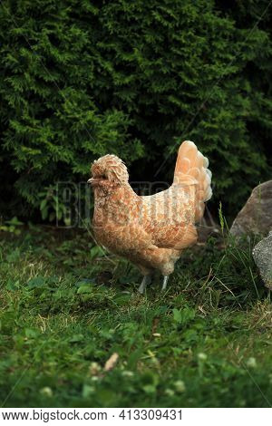A Female Chicken Of The Polish Breed Of Orange-colored Crested Padovana On A Tarva In The Summer Wal