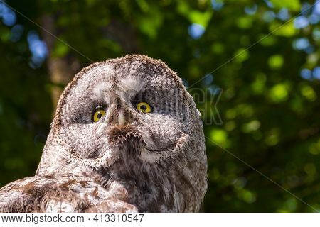 Portrait Of A Great Grey Owl In A Forest