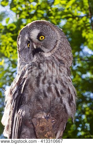 Portrait Of A Great Grey Owl In A Forest