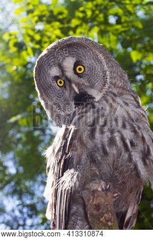 Portrait Of A Great Grey Owl In A Forest