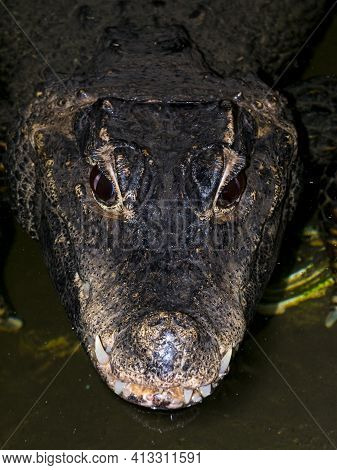 Head Of An African Dwarf Crocodile In The Water