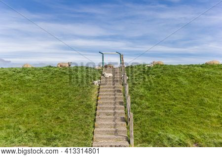 Sheep And Lamds On The Stairs Of A Dike In Friesland, Netherlands