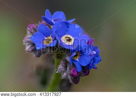 Forget Me Not Flowers