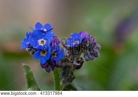 Forget Me Not Flowers