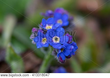 Forget Me Not Flowers