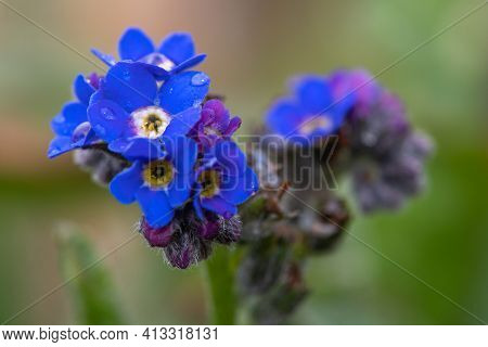 Forget Me Not Flowers