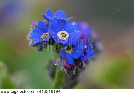 Forget Me Not Flowers