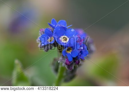 Forget Me Not Flowers