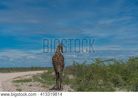 South African Giraffe, Rotschild Giraffe Walking Along The Road In The Etosha National Park, Namibia