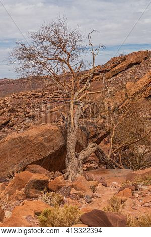 Twyfelfontein, Namibia - Landscape With Tree And Rocks