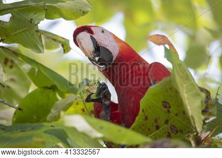 Portrait Of A Beautiful Big Red Parrot During Its Meal In A Natural Tropical Habitat, Osa, Costa Ric