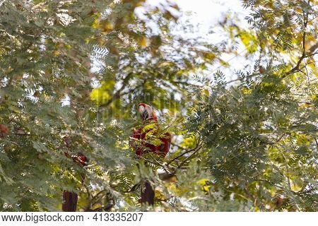Two Red Parrots On A Tree During A Rest On A Tropical Tree On Their Natural Habitat, Osa, Ara Penins