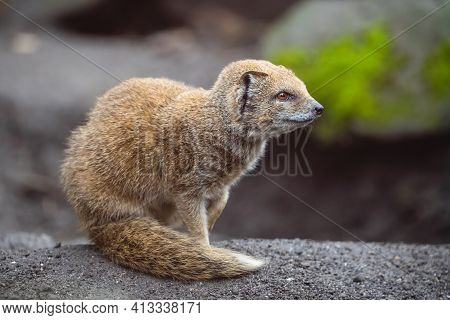 Yellow Mongoose Close Up Portrait. Cute Furry Predator With Reddish Pelage Cynictis Penicillata Sitt