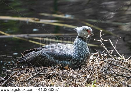 Southern Screamer In The Nest. Crested Screamer Sitting On The Big Nest Made Of Twigs And Straws Wit