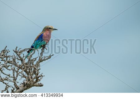 Lilac-breasted Roller In Tree Under Blue Sky