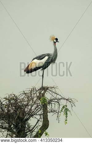 Grey Crowned Crane On Thornbush Eyeing Camera