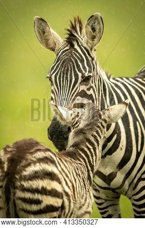 Close-up Of Plains Zebra Nuzzling Bedraggled Foal