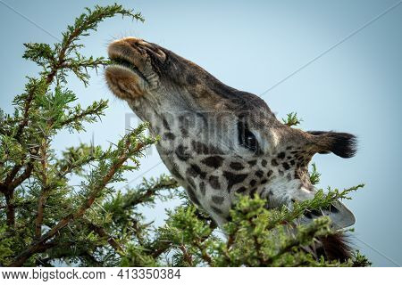 Close-up Of Masai Giraffe Nibbling Thornbush Branch