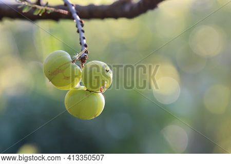 Indian Gooseberry Freshness And Good Herb On Tree With Daylight Beautiful Background