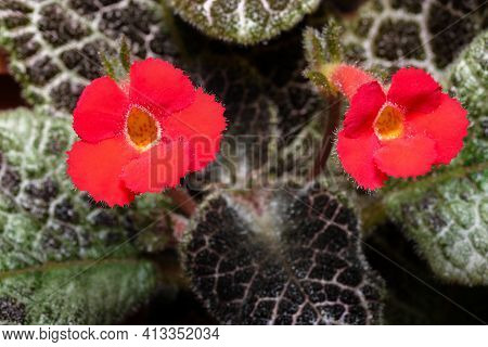 Small Blooming Red Flower House Plant Episcia Close-up Macro Photography