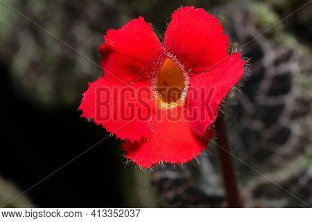 Small Blooming Red Flower House Plant Episcia Close-up Macro Photography