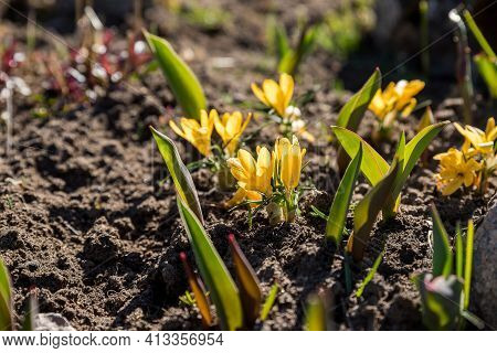 Yellow Spring Crocuses In The Early Morning Outdoor. Flowers With Dew In Damp Grass With Light Bokeh