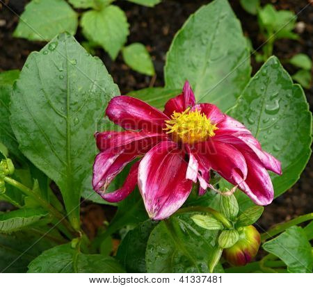 Bahçe Flover detay