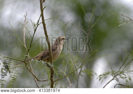 View Of A Chalk-browed Mockingbird, Mimus Saturninus, Observing