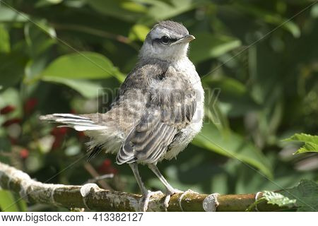 A Juvenile Chalk-browed Mockingbird, Mimus Saturninus, Perched