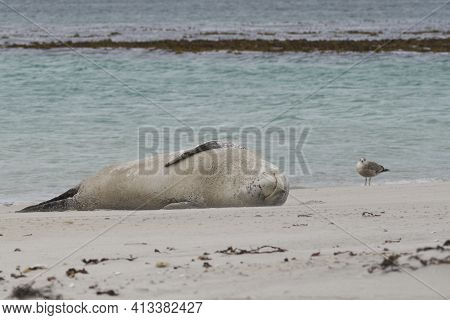 Leopard Seal (hydrurga Leptonyx) Resting On A Sandy Beach Bleaker Island In The Falkland Islands.