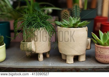 Green Rhipsalis And Agave Succulent Plant In Pots. Home Mini Garden Of Succulents. Home Gardening Co
