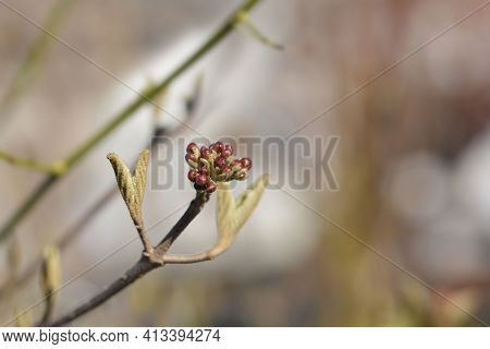 Arrowwood Anne Russell Branch With Flower Buds - Latin Name - Viburnum X Burkwoodii Anne Russell