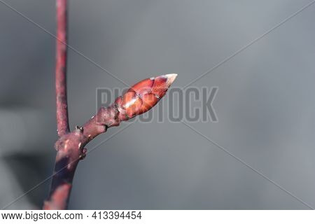 Wedding Cake Tree Branch With Bud - Latin Name - Cornus Controversa Variegata