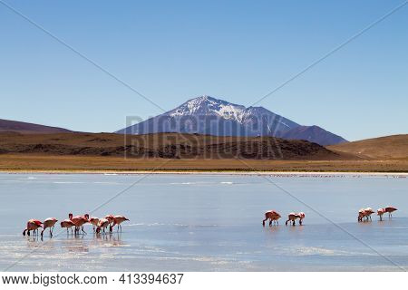 Laguna Hedionda Flamingos, Bolivia