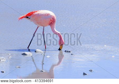 Laguna Hedionda Flamingos, Bolivia