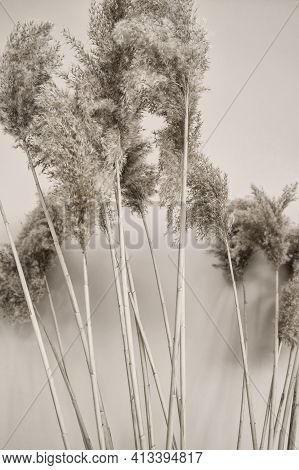 Reed Branches In The Interior. Black And White Photo Of Pompas Grass. Atmospheric Photo.
