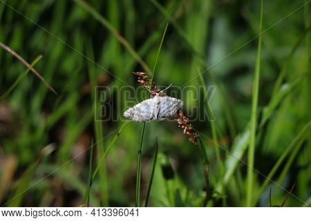 Picturesque White With Black Stripes And Dots Butterfly Cataclysta Lemnatain Green Background. Small