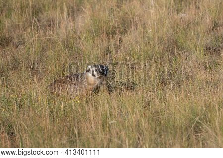 Badger In Tall Grass Looks Toward The Camera In Yellowstone National Park