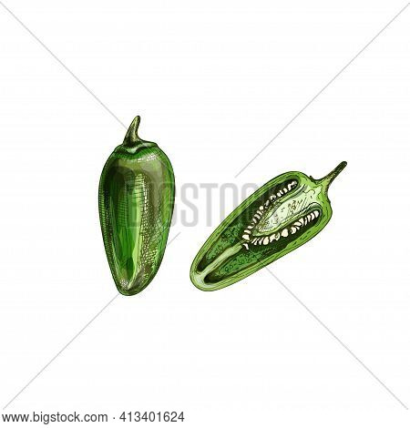 Whole And Half Pepper Serrano. Vector Vintage Hatching Color Illustration. Isolated On White Backgro
