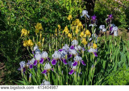 Flower Bed In The Garden. Iris Aka Cockerel, Aka Irideae Closeup.