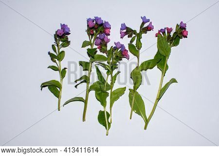 Lungwort. Pulmonaria Officinalis, Lungwort - Spring Flower. Lungwort Isolated On White Background.