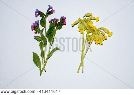 Lungwort. Pulmonaria Officinalis, Lungwort - Spring Flower. Lungwort Isolated On White Background.