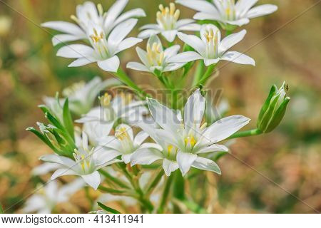 Several Open And Closed White Flowers From The Umbel Milchstern. Plant With Several Flowers In A Mea