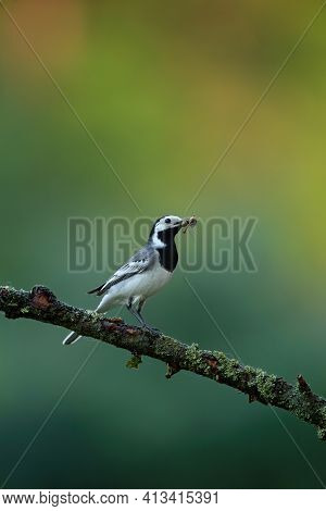 White Wagtail Holding Insect In Beak In Summer Nature