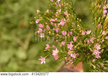 Common Centaury Flowers.common Centaury - Centaurium Erythraea.