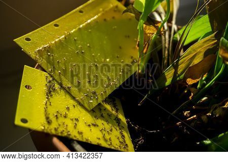 some dark-winged fungus gnats are stuck on a yellow sticky trap