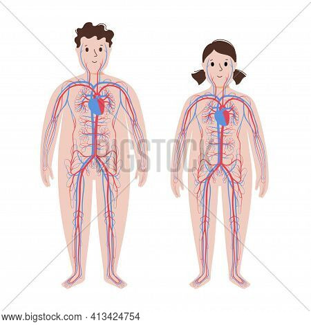 Human Arterial And Venous Circulatory System In Obese Child Body. Blood Vessels Diagram In Overweigh