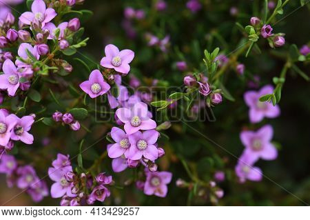 Pink Flowers Of The Australian Native Boronia Crenulata, Family Rutaceae. Known As The Aniseed Boron