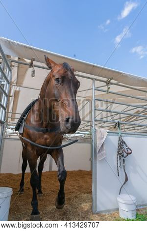 Horse In Stall With Head Out Looking Curiously.